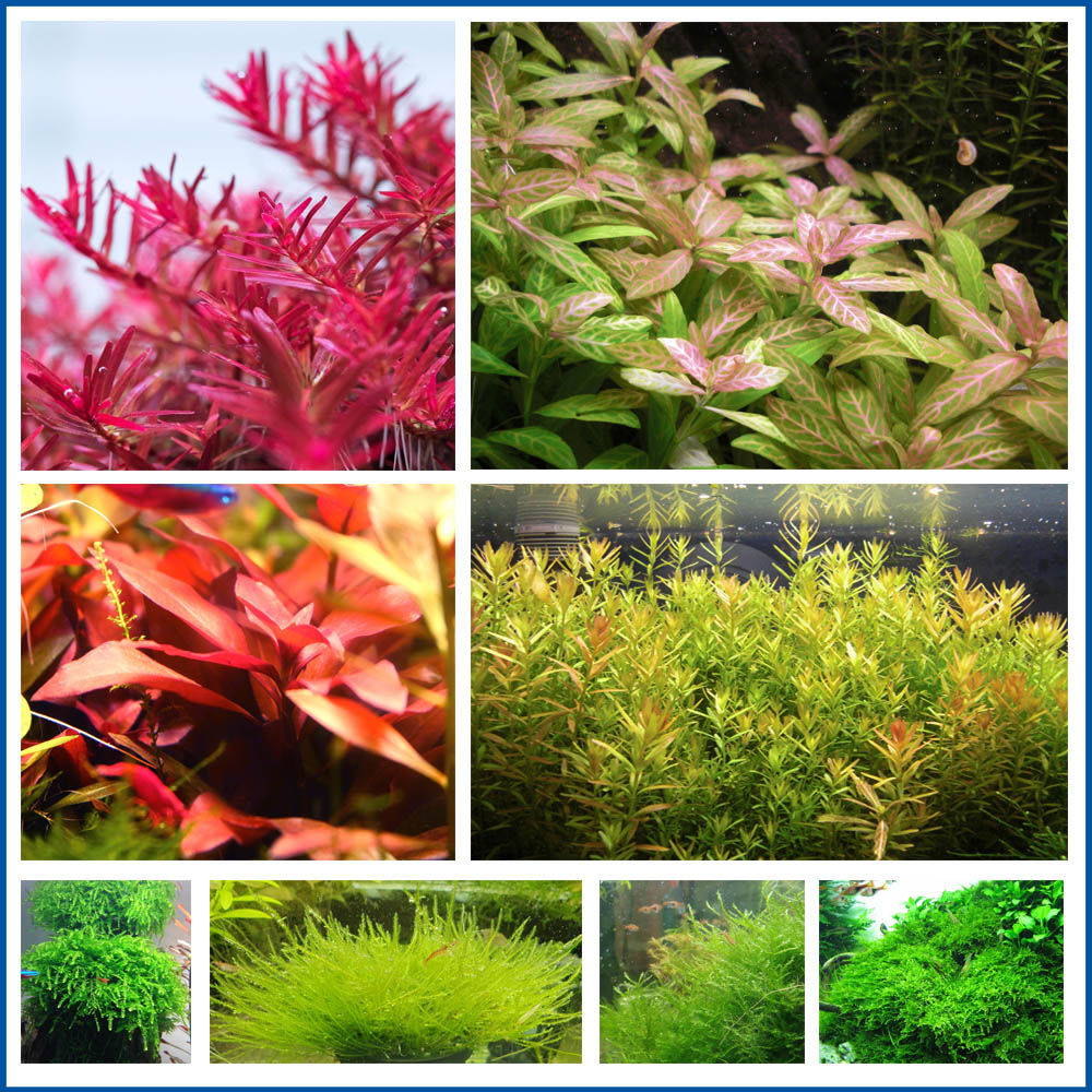 piante vere vive muschio muschi per acquario hygrophila rotala rotundifolia vietnam ludwigia glandulosa repens java giava christmass singapore vesicularia dubyana ferreri taxiphyllum barbieri